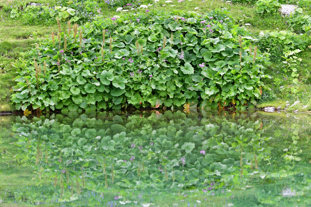 2019-08 Savoie/La Tuile/DSC_1269.JPG